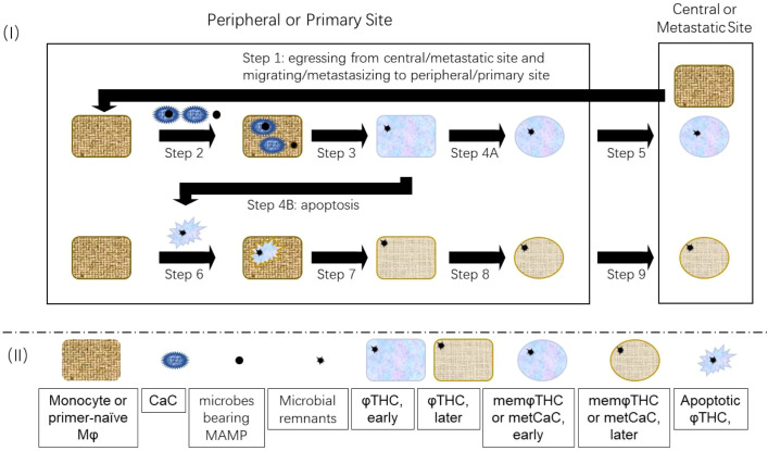 Figure 1