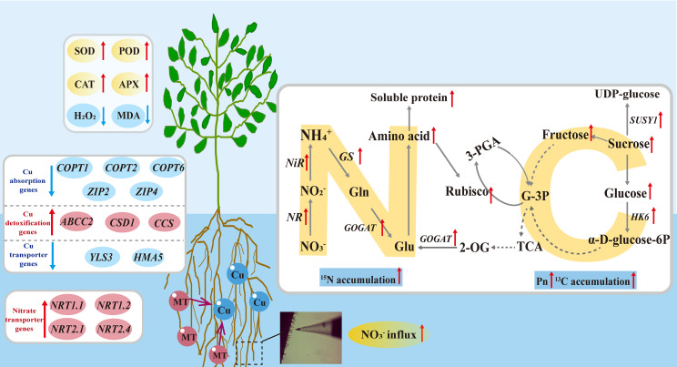 Figure 11
