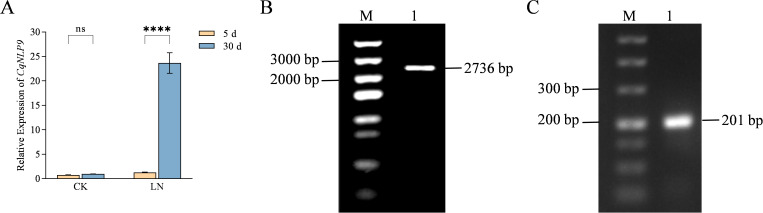 Figure 1