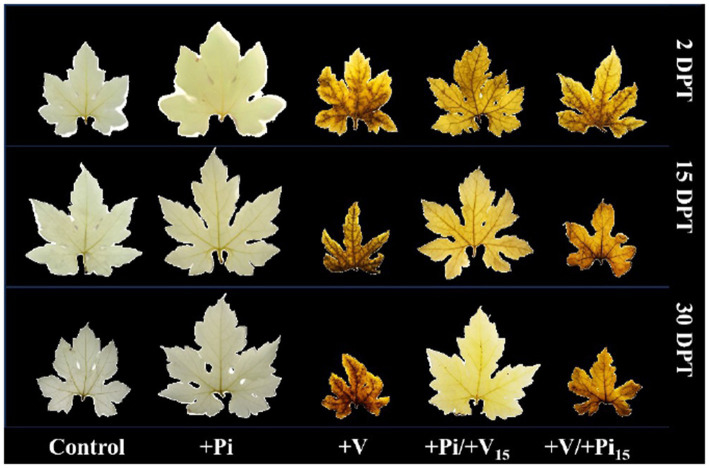 Figure 9