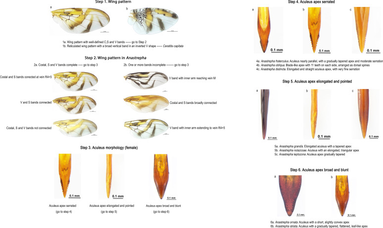 Figure 2