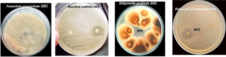 Figure 5
