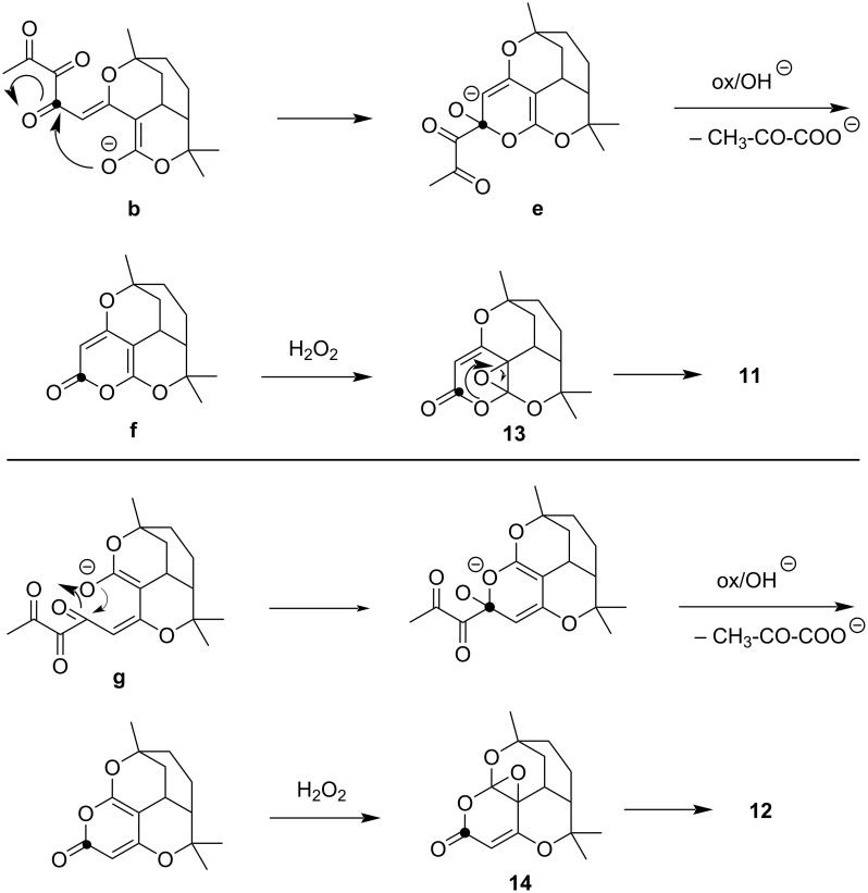 Scheme 5