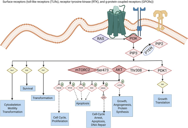 FIGURE 2