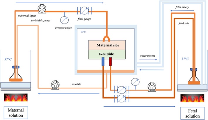 FIGURE 1