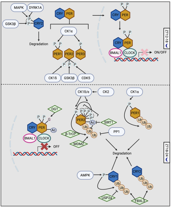FIGURE 4
