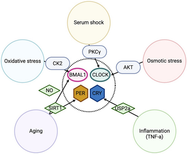 FIGURE 11