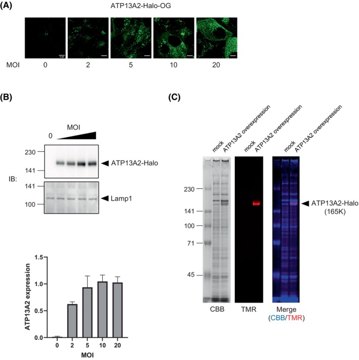 Fig. 2