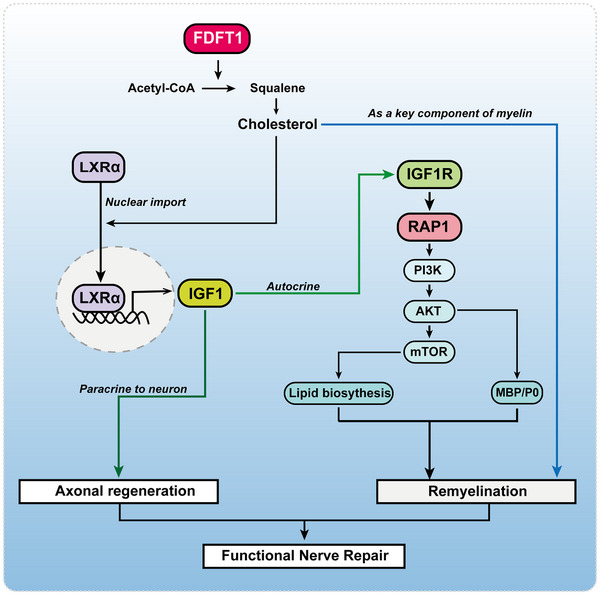 FIGURE 11