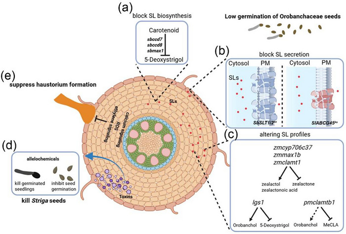 FIGURE 3