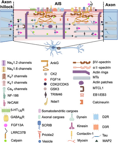 FIGURE 1