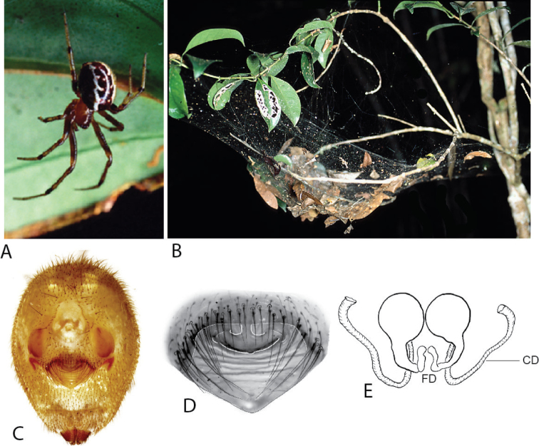 Figure 11
