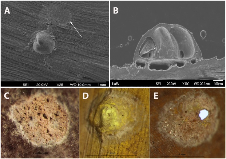 Fig 8