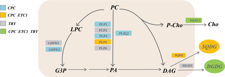 Fig. 6