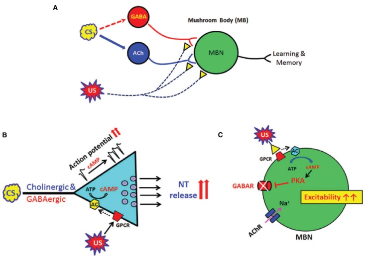 FIGURE 1
