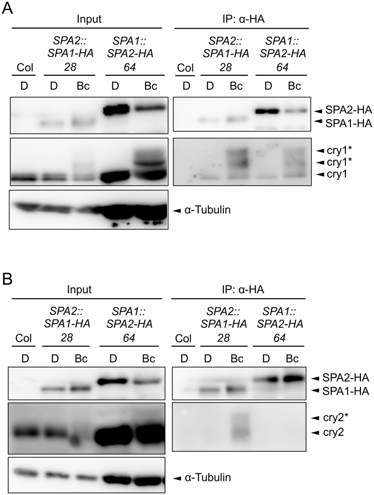 Fig 7