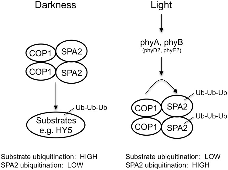 Fig 10