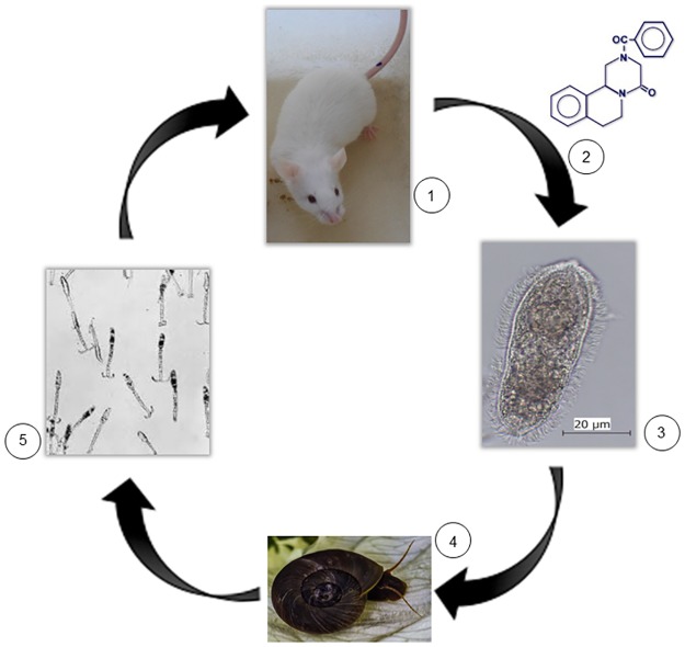 Fig 1