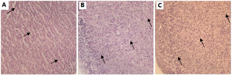 Fig 8
