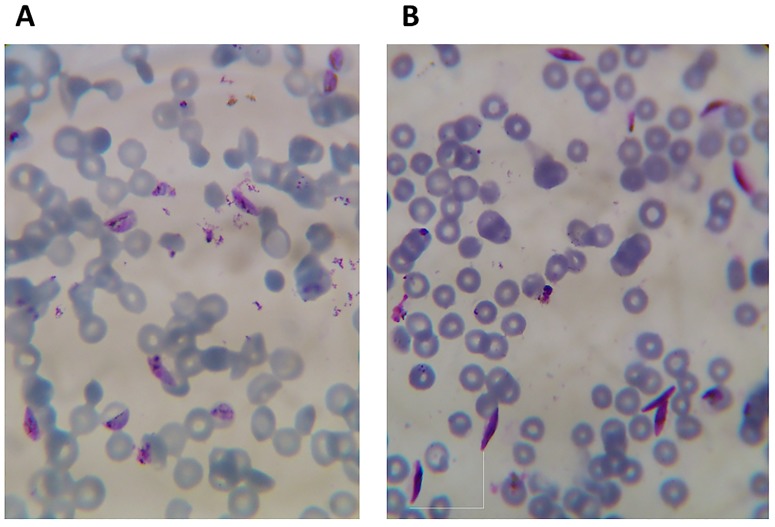 Fig 1