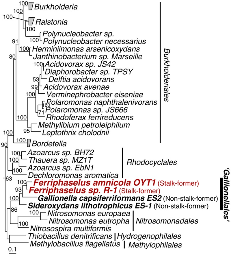 FIGURE 1