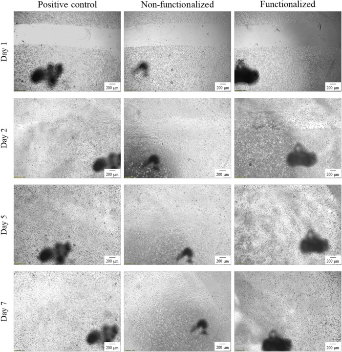 FIGURE 13