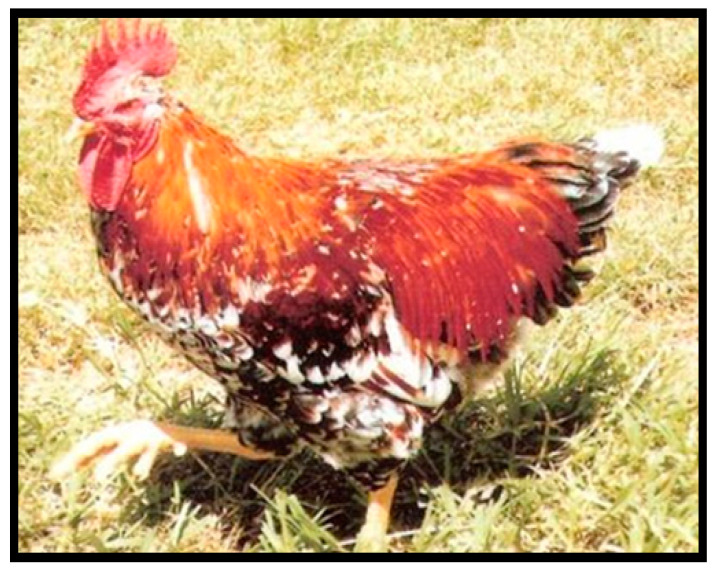 Figure 5