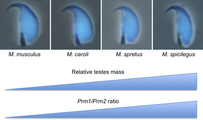 Figure 9