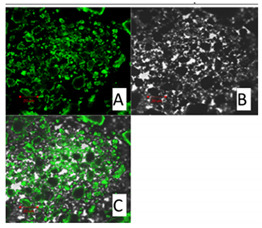 Figure 20