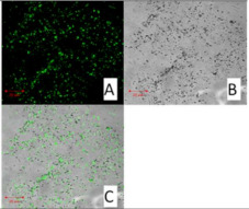 Figure 22